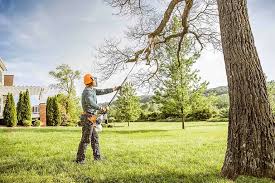 Best Tree Cabling and Bracing  in Manson, WA